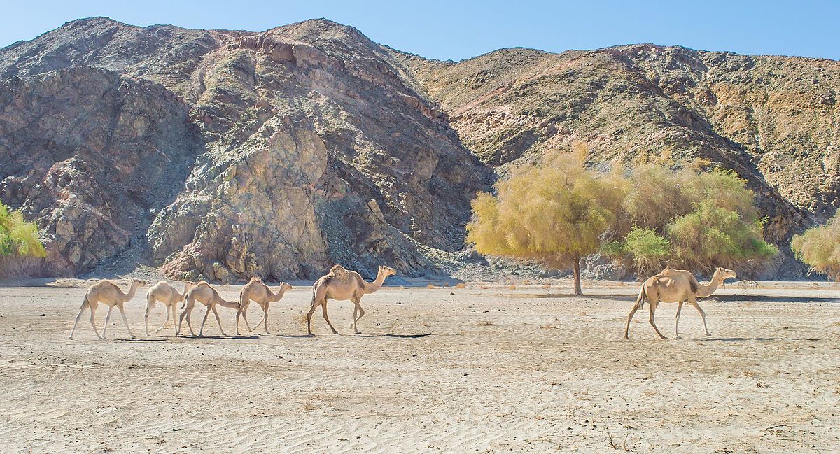 محمية وادي الجمال